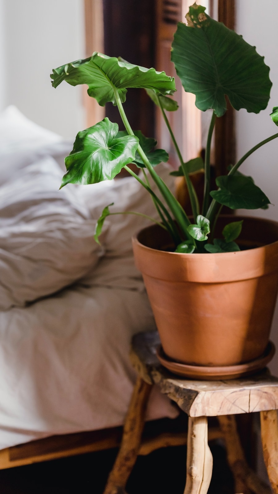 5 Bedroom Plants To Promote Better Sleep